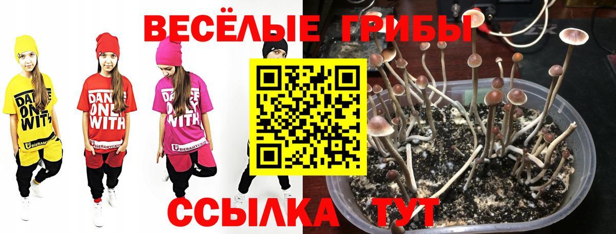 Псилоцибиновые грибы Cubensis  Вход с VPN  Тихвин  Псилоцибиновые грибы мухоморы 
